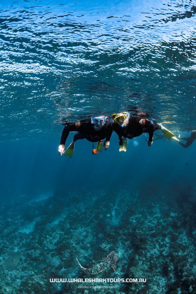 Snorkelling on Ningaloo Reef
