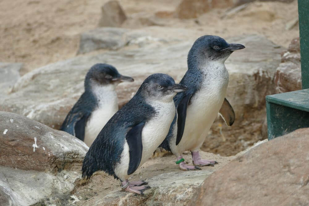 Adelaide Zoo Penguins