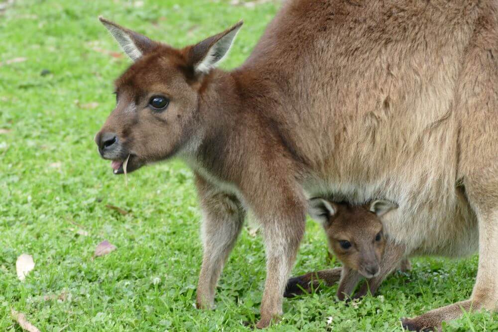 Kangaroo & Joey