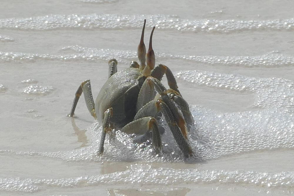 Cocos Island crab