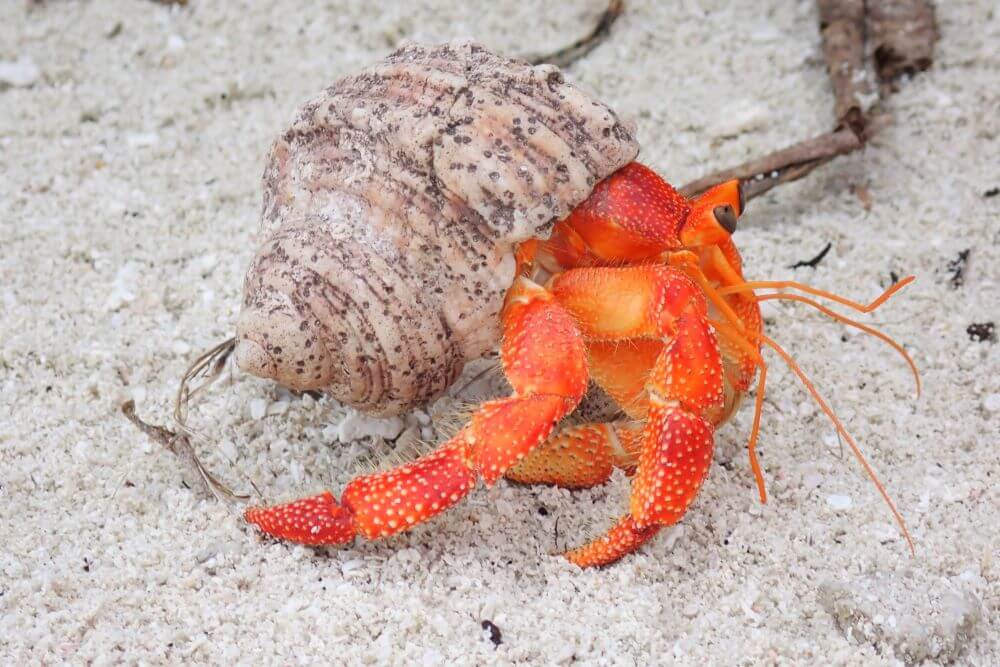 Cocos Island Hermit Crab
