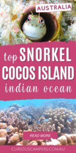 Cocos Island Snorkelling