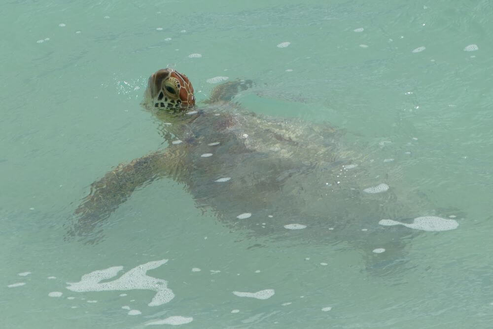 Cocos Island Turtle