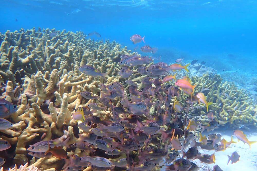 Snorkeling Pulau Arah