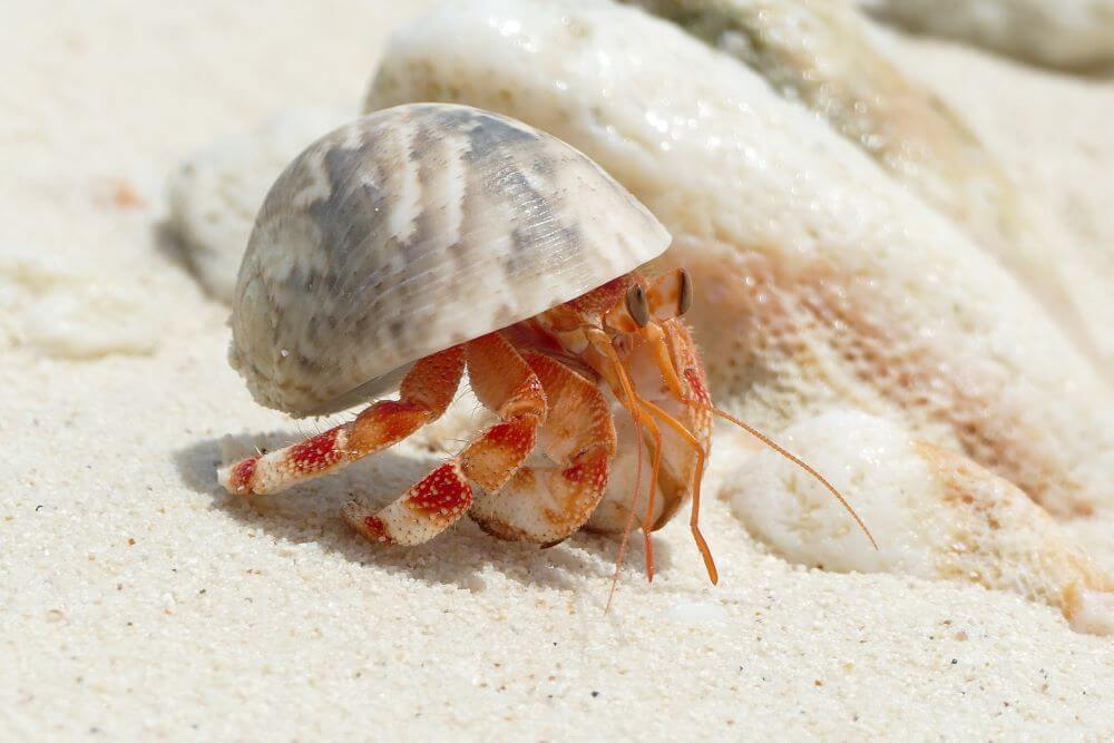 Direction Island Hermit Crab