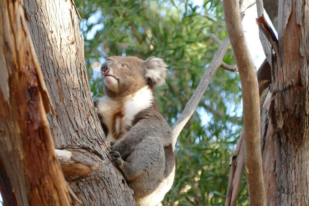 Koala - Wildlife in South Australia