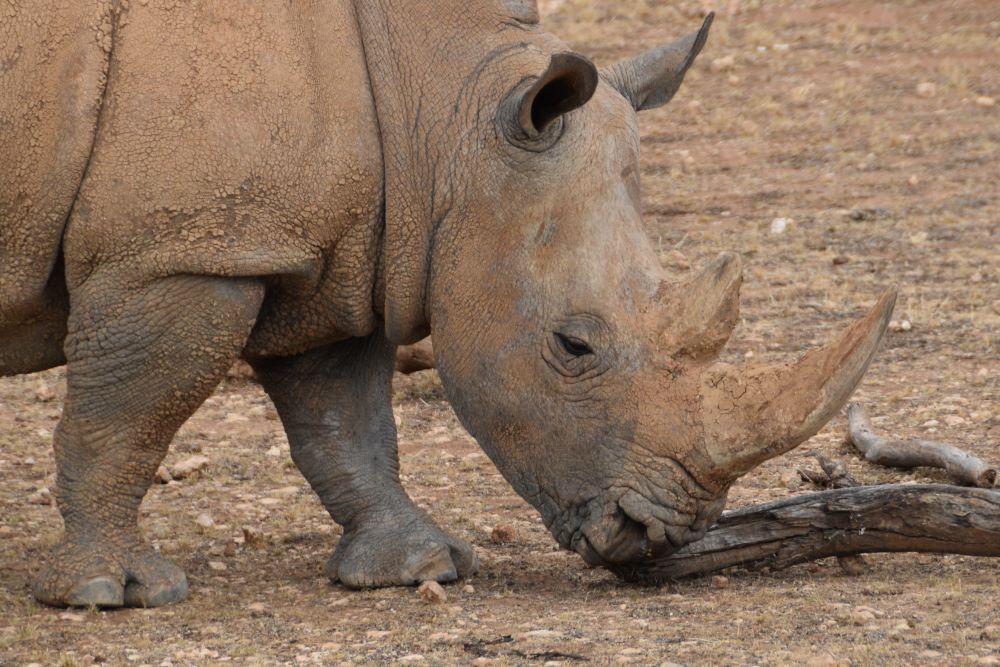 Monarto Zoo Rhino