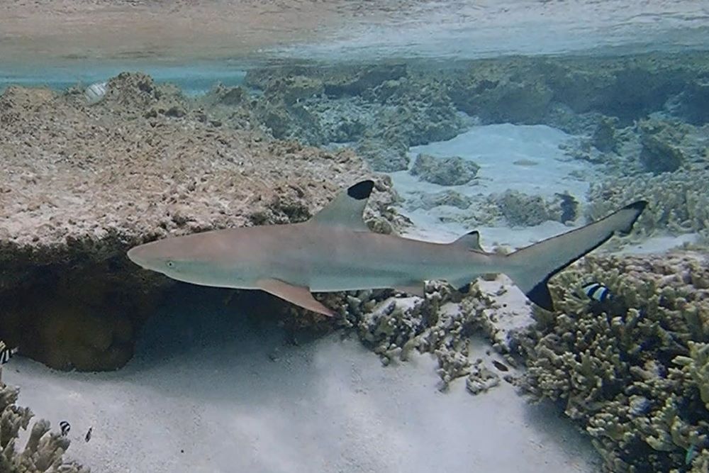 Cocos Island Reef Shark