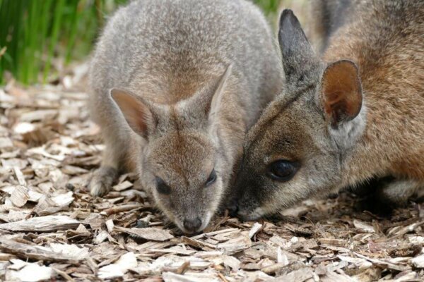 Best Wildlife Parks in Adelaide & South Australia