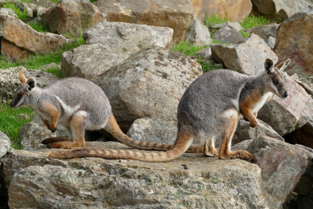 Wildlife in Adelaide - Wallabies