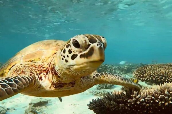 14 Best Places to go Swimming with Turtles in Australia