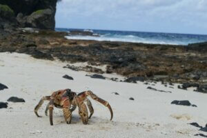 Robber Crab on Dolly Beach