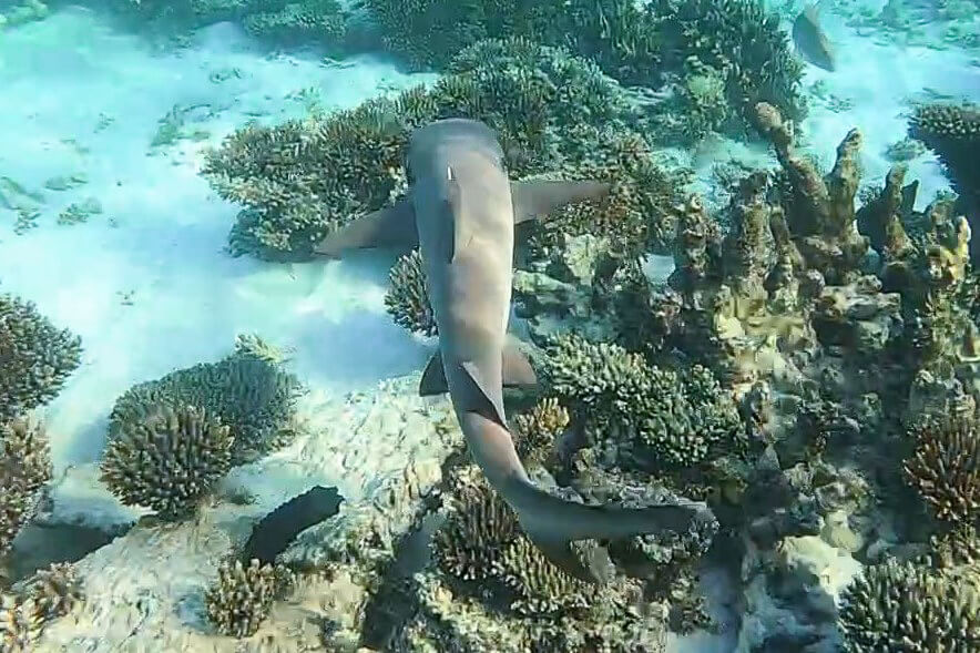 Ningaloo Reef Shark