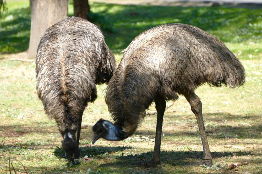 Tower Hill Emus