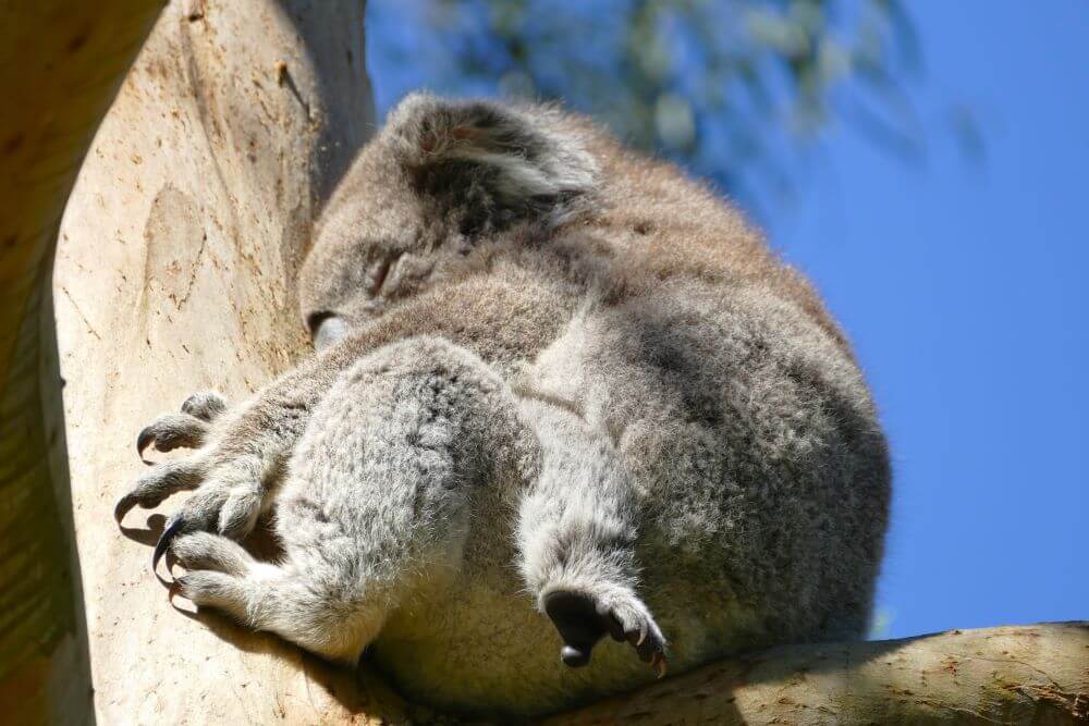 Tower Hill Koala