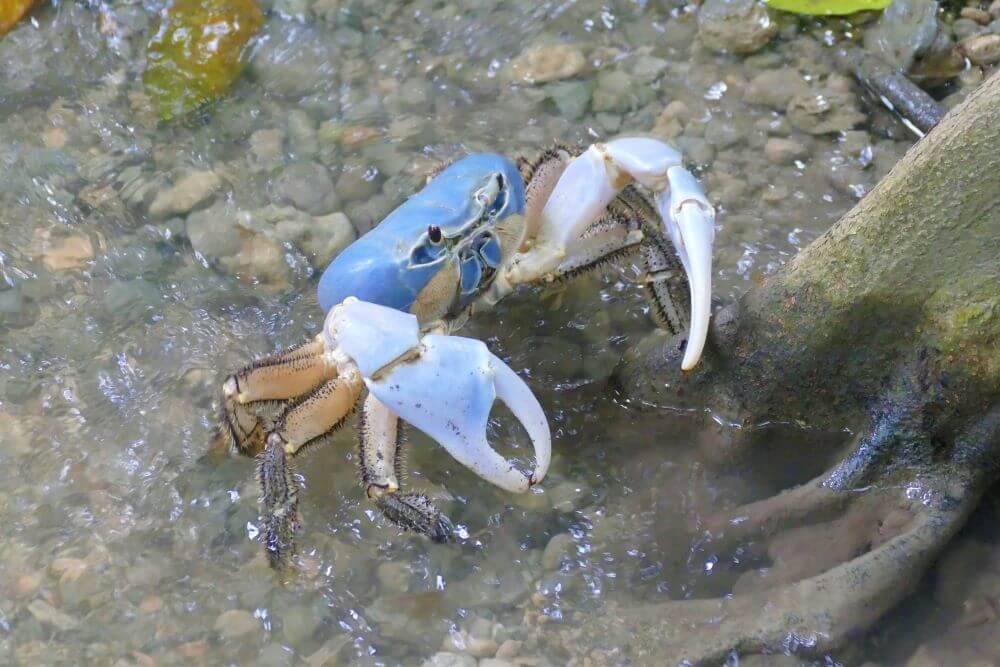 Christmas Island Blue Crab