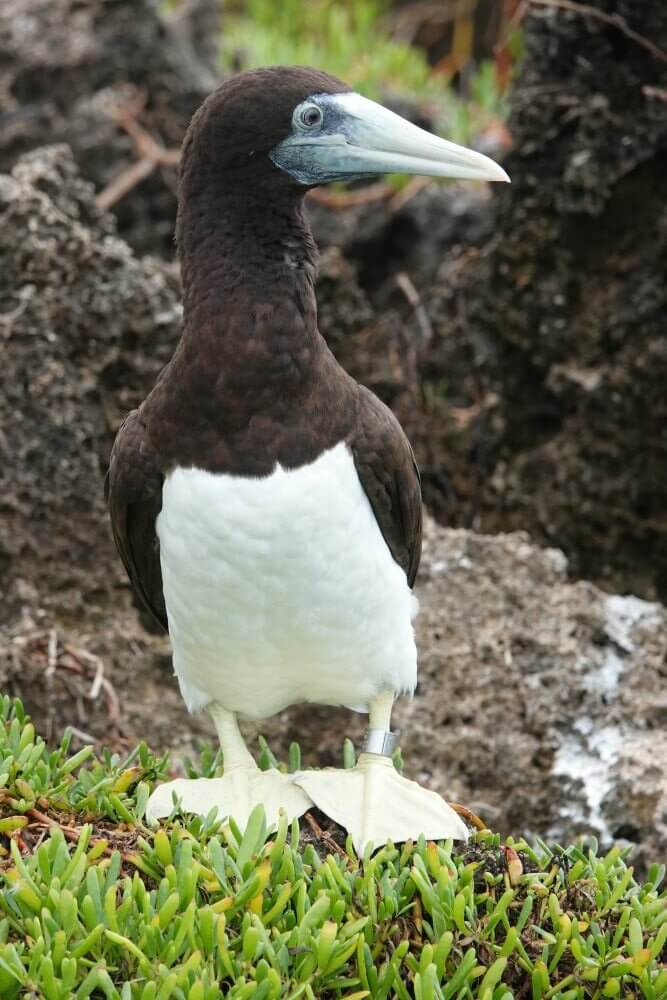 Brown Footed Booby