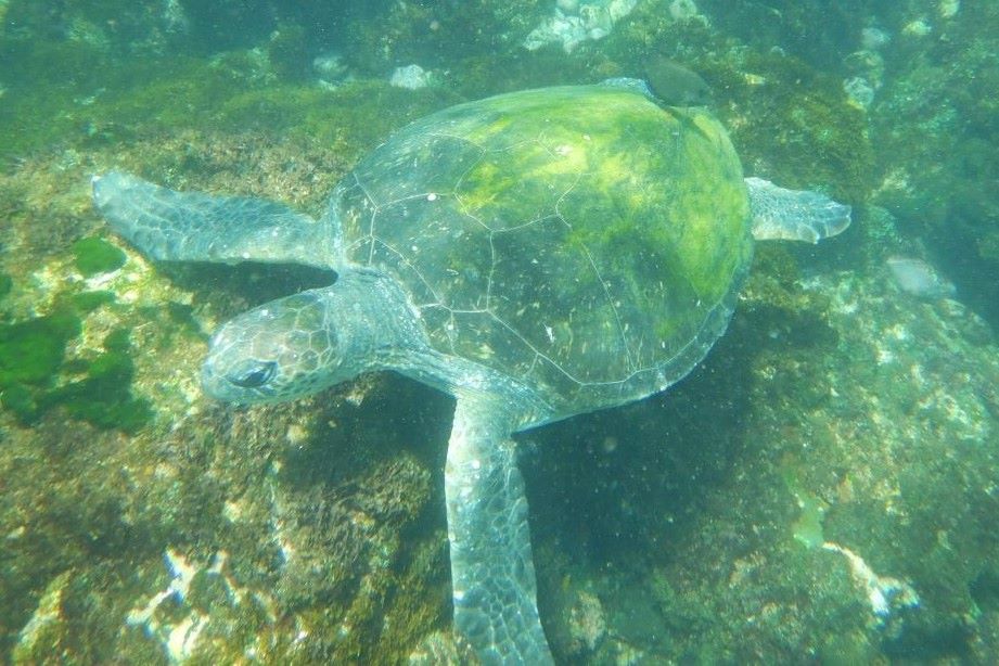 Cook Island Turtle