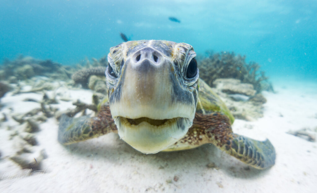Green Turtle © Coral Bay Eco Tours