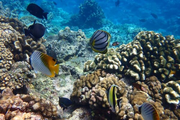 Menyelam & Snorkeling Pulau Natal
