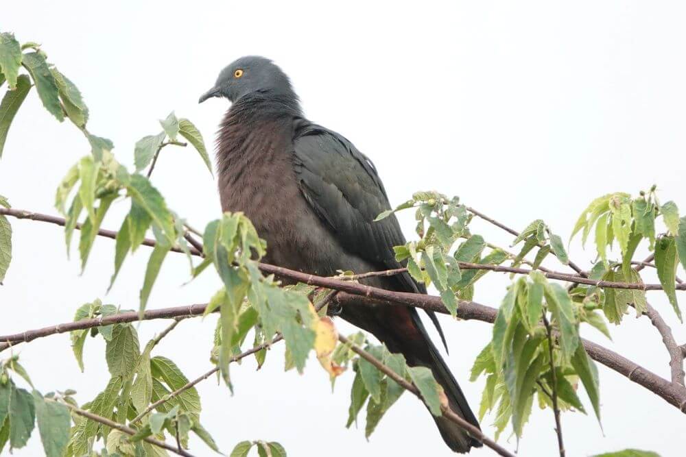 Imperial Pigeon