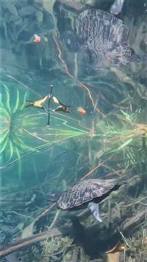 Lake Eacham Turtles