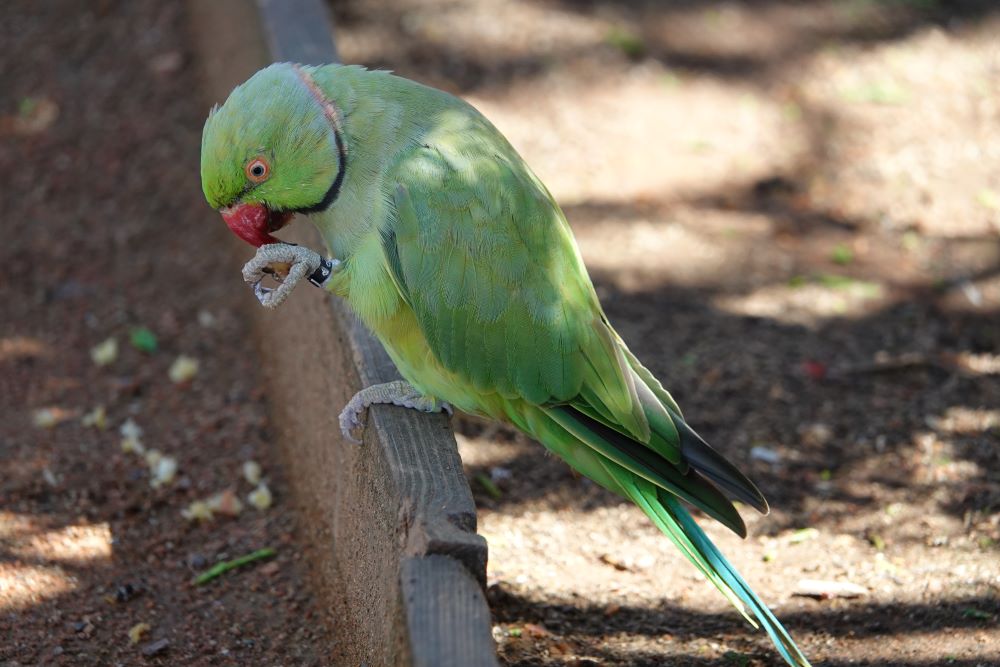 Canberra Bird Aviary.