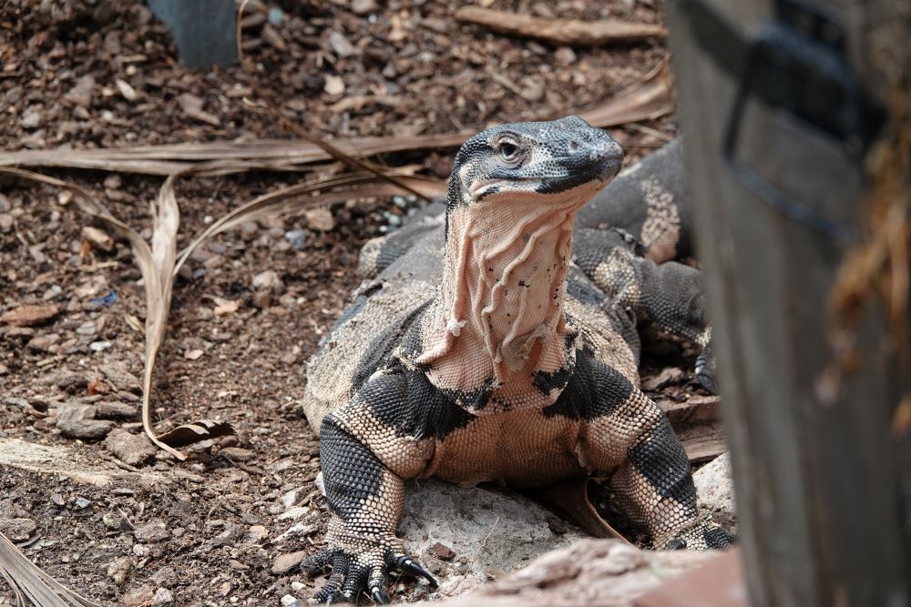 Kebun Binatang Reptil Canberra Gold Creek