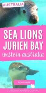 Sea Lions Jurien Bay