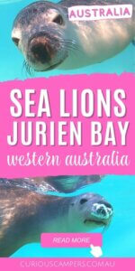 Sea Lions Jurien Bay