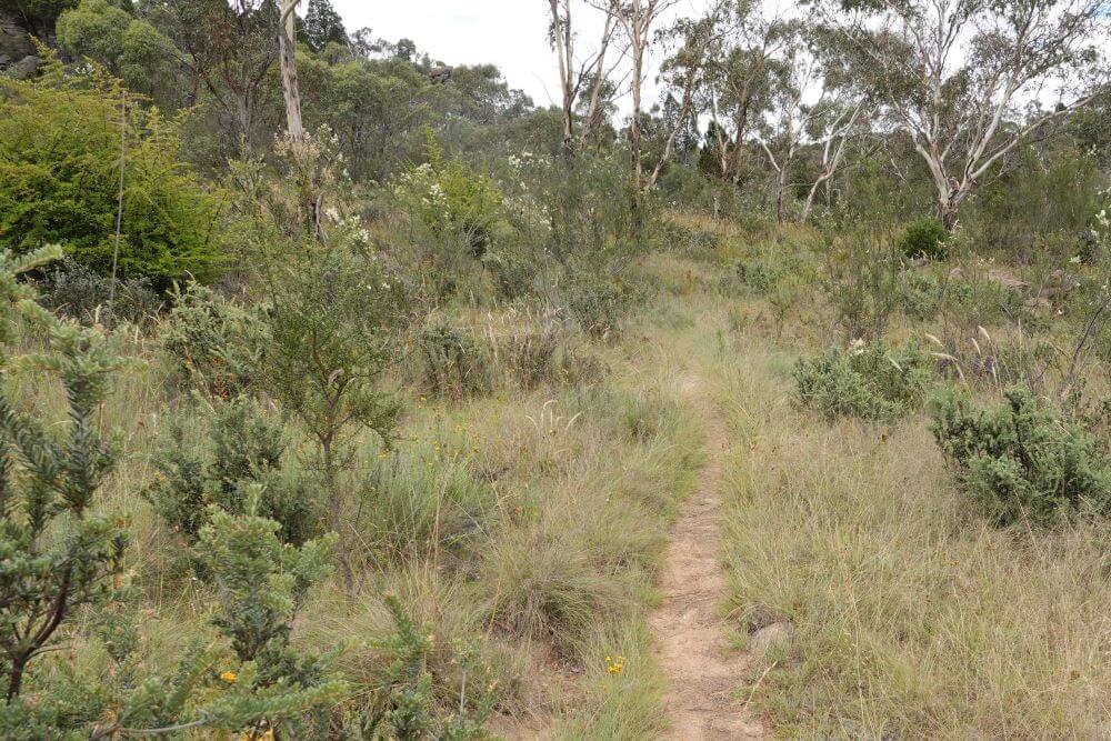 lambie bush reserve