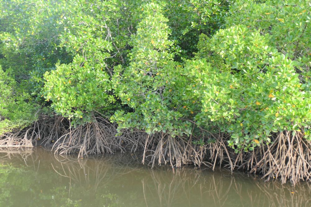 Mangrove Dickson Inlet