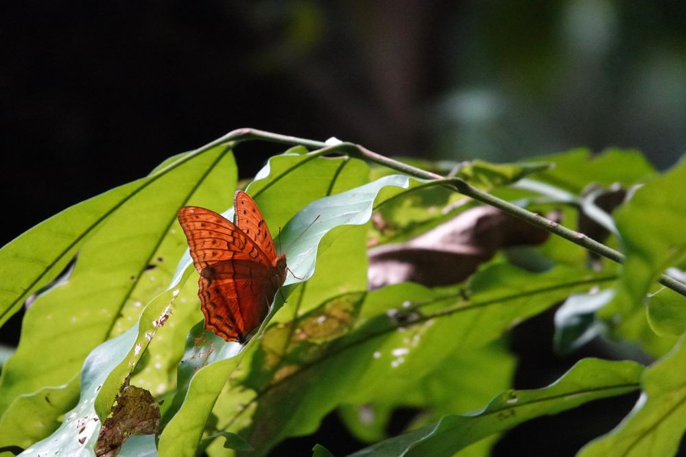Kupu-kupu Ngarai Mossman