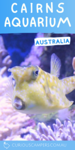 Cairns Aquarium Review
