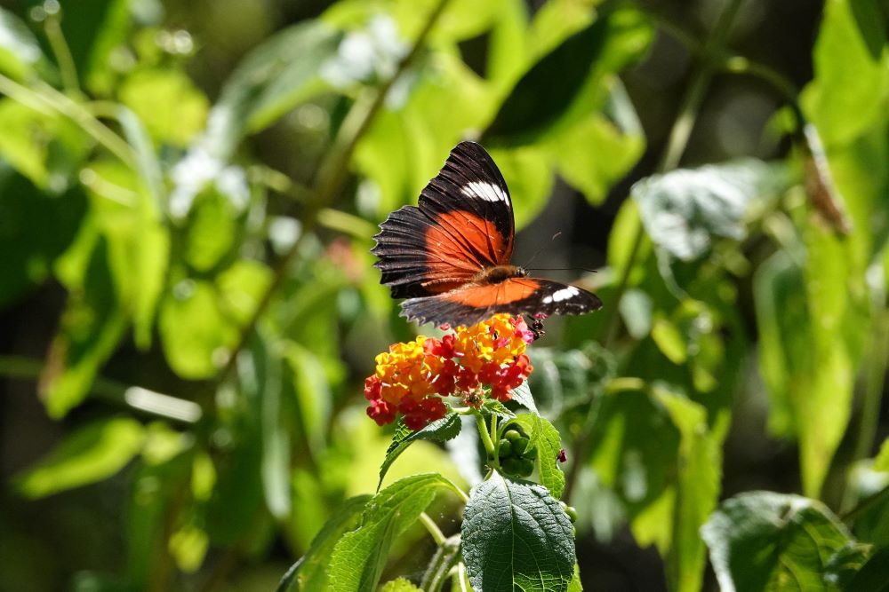 Crystal Cascades Butterfly 