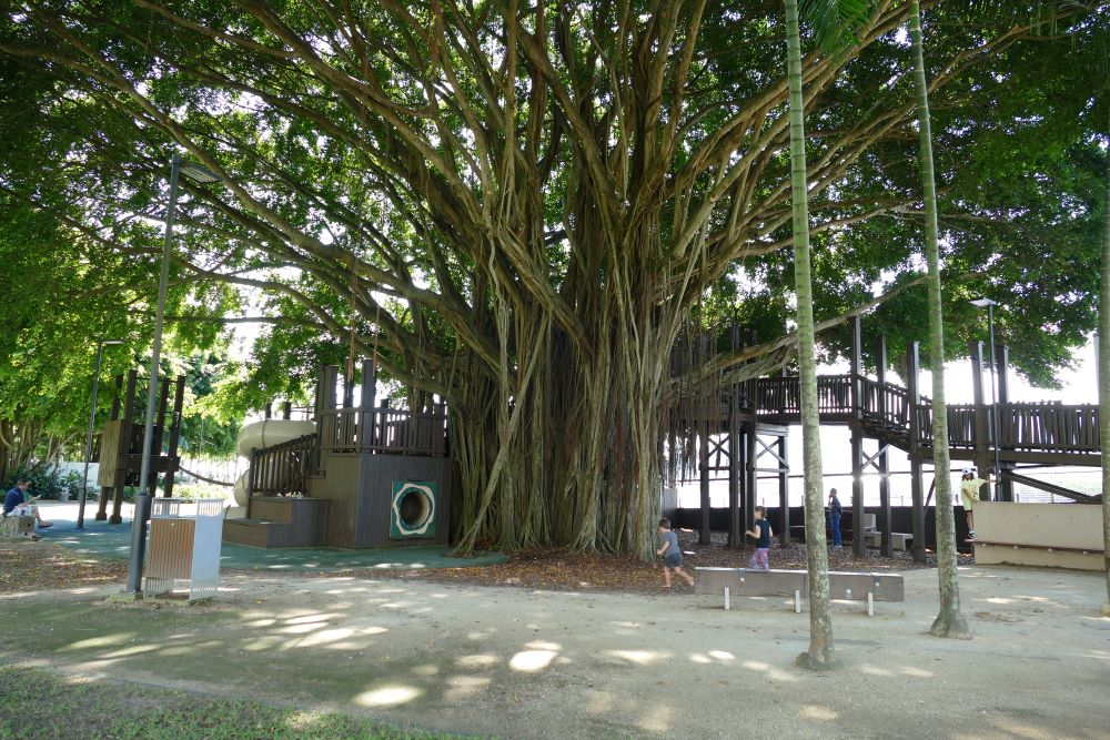 Fig Tree Playground