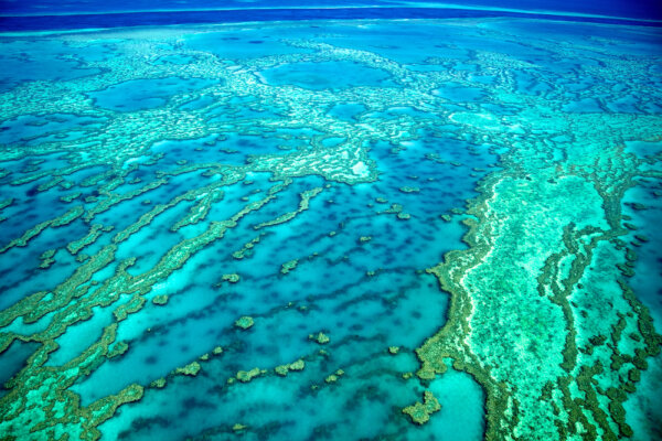 Cairns Snorkelling Tours – Cara melihat Great Barrier Reef