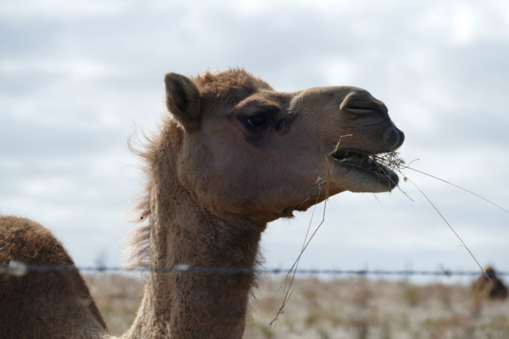 Robe Camel Farm 