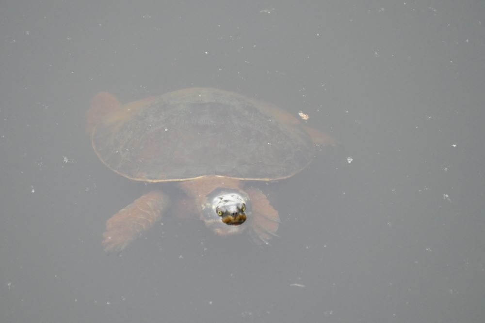 Cattana Wetlands turtle