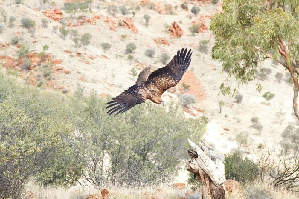 Alice Springs Desert Park Birds of Prey