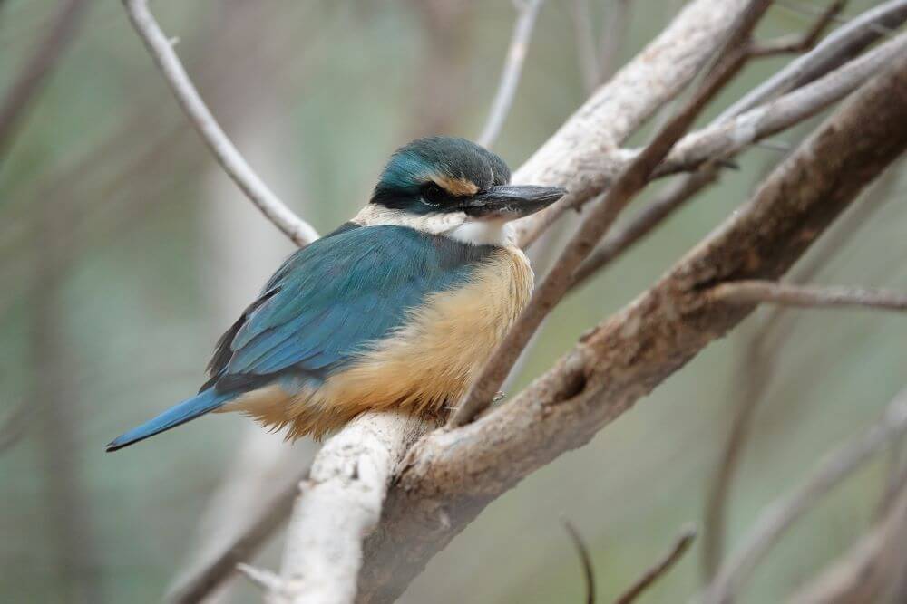 Alice Springs Desert Park Sacred Kingfisher
