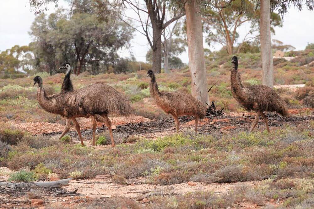Woomera Emus