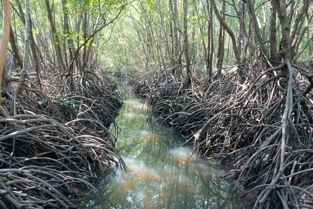 Mangrove Boardwalks in Darwin