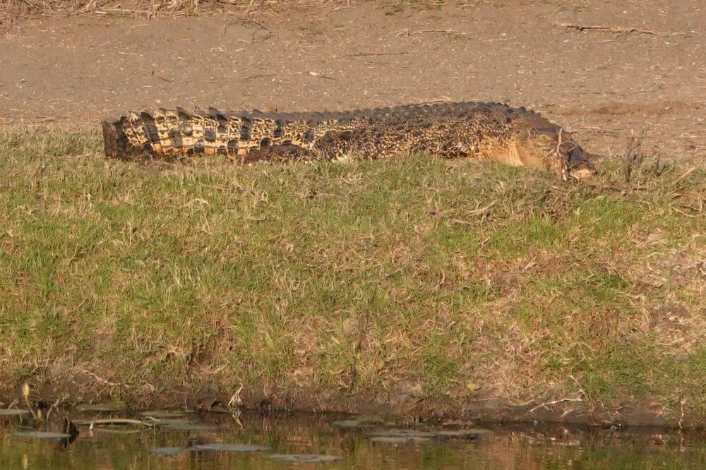 Fogg Dam Crocodile