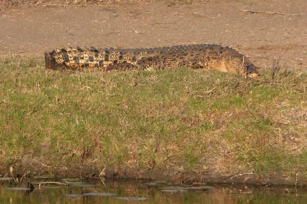 Crocodile