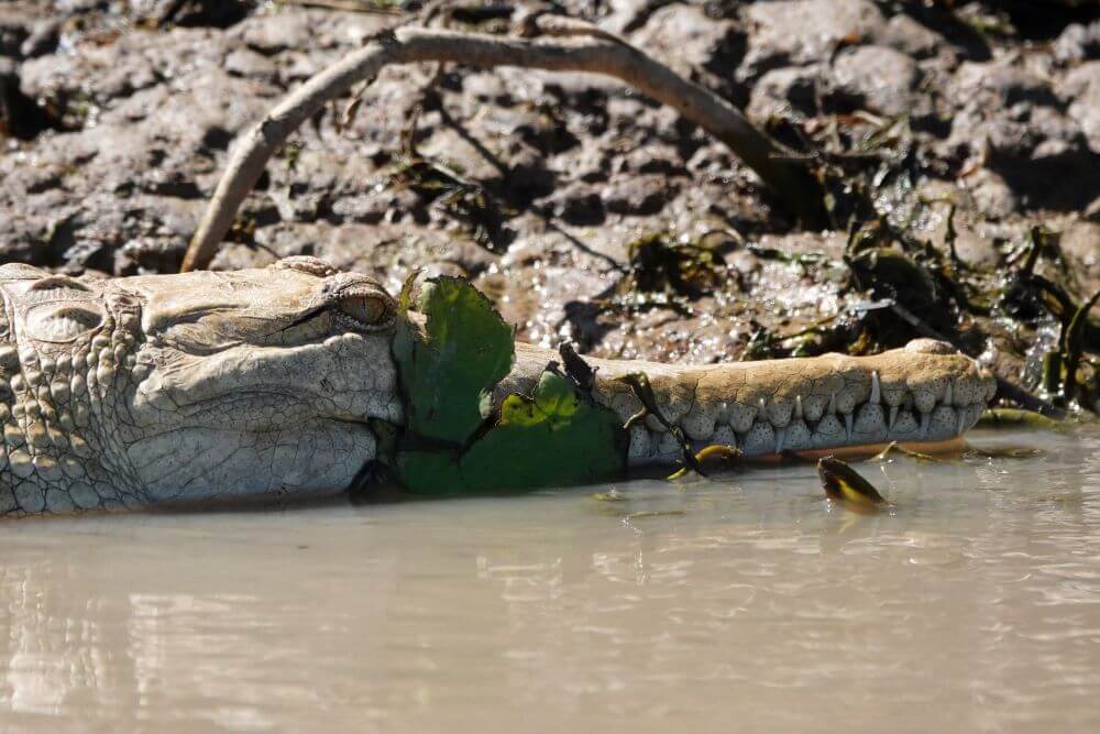 Fresh Water Crocodile