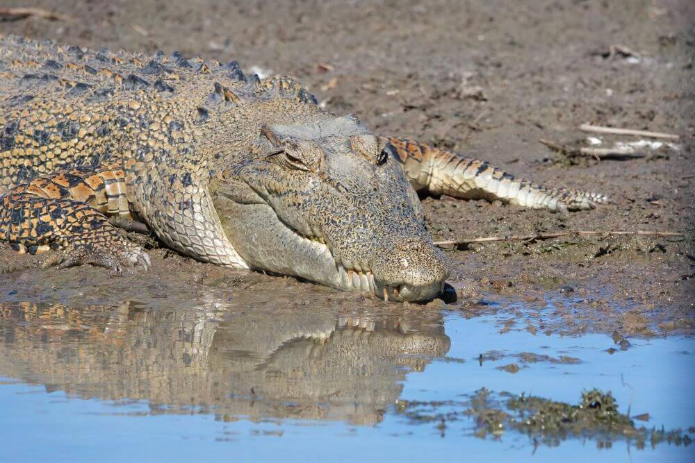 Mary River Crocodile