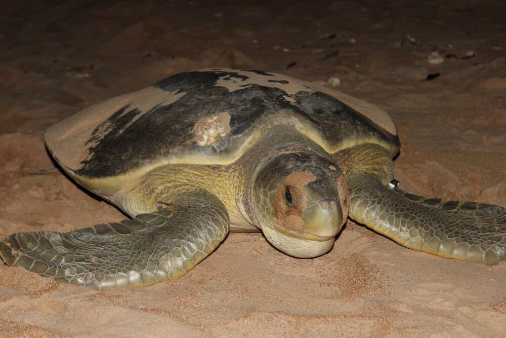 Turtle encounters on Bare Sand Island 