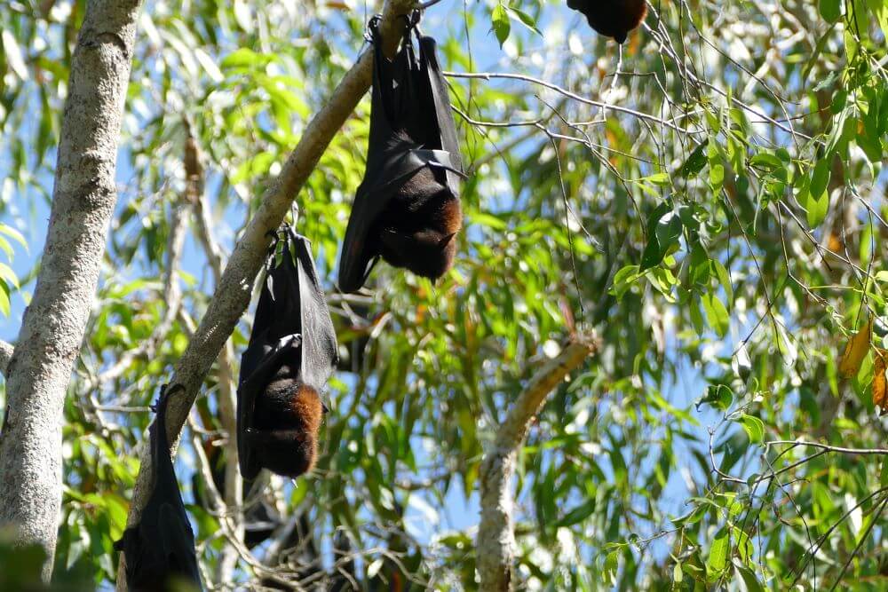 Wangi Falls Bats