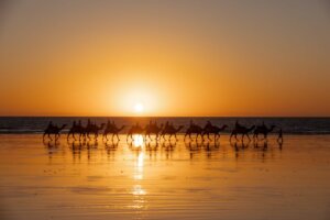 Camels at sunset on Cable Beach